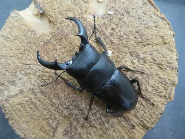 オキナワヒラタクワガタ(久米島)58ミリ
