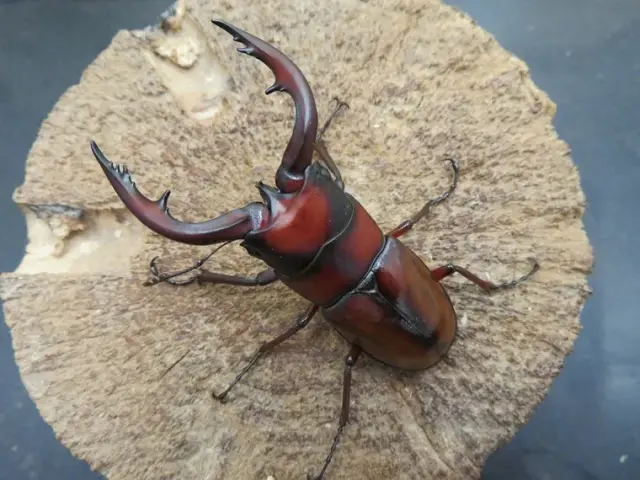 トカラノコギリクワガタ(中之島)64ミリ