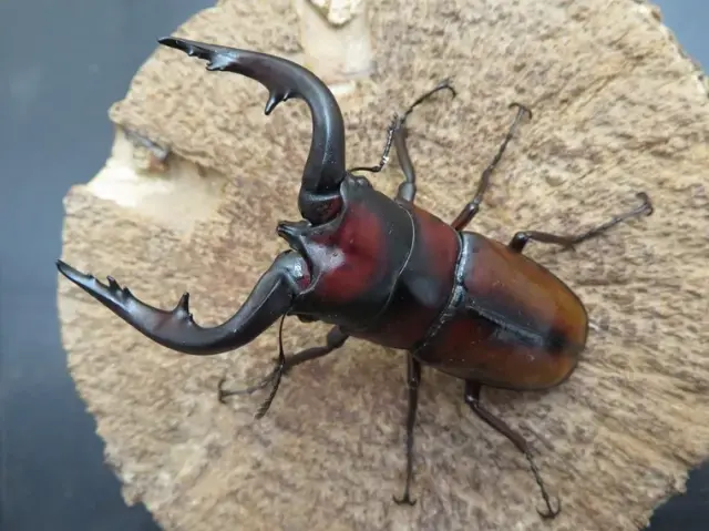 トカラノコギリクワガタ(中之島)72ミリ