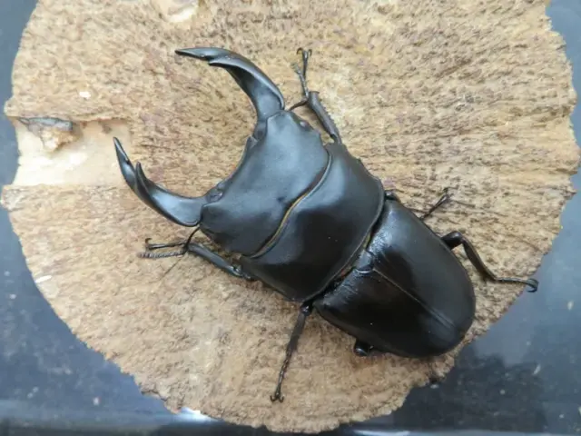 国産オオクワガタ（福岡県城島）68ミリ