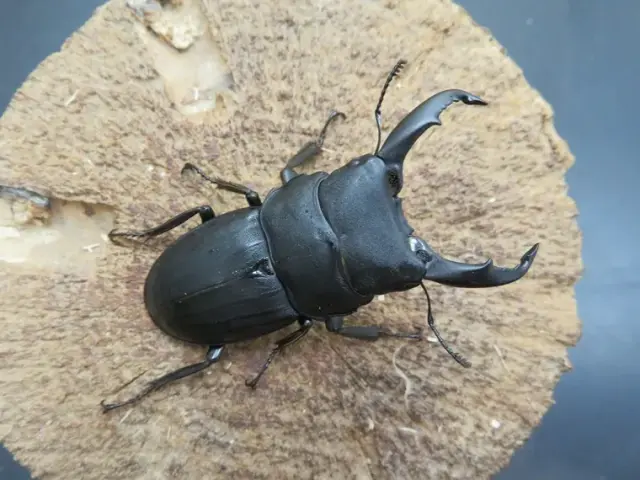 スジブトヒラタクワガタ（徳之島）56ミリ