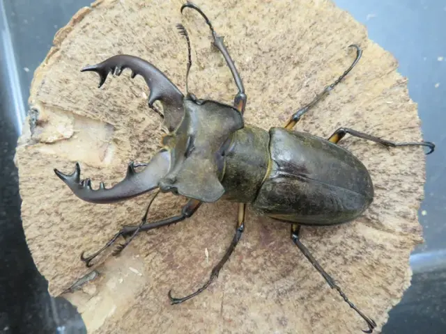 ミヤマクワガタ(宮崎県日南)72ミリ
