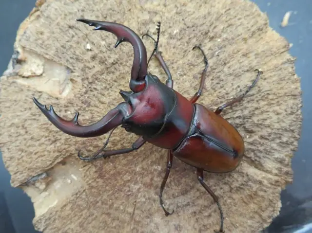 トカラノコギリクワガタ（中之島）66ミリ