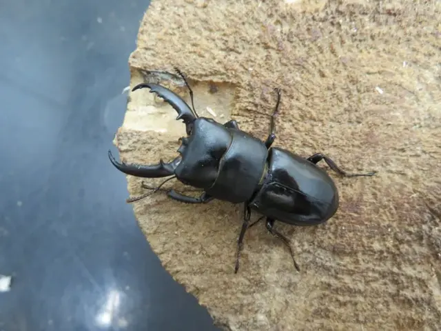 チョウセンヒラタクワガタ(対馬産)43ミリ