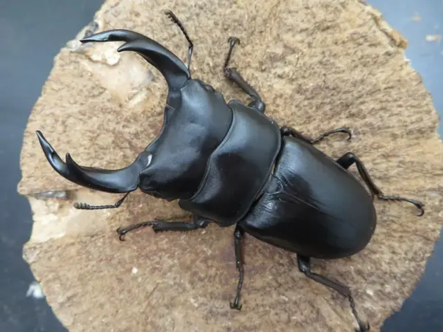 国産オオクワガタ（佐賀県千代田）73ミリ