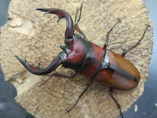 トカラノコギリクワガタ(中之島)70ミリ