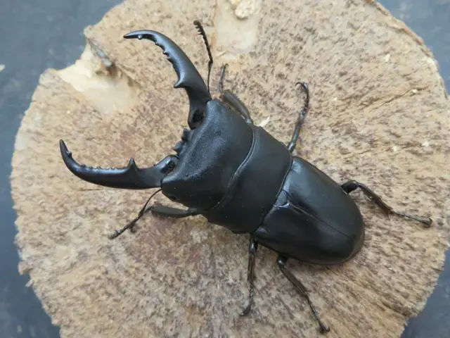屋久島産ヒラタクワガタ(楠川)63ミリ