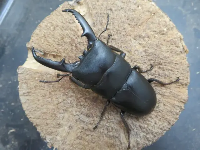 ゴトウヒラタクワガタ(中通島)73ミリ