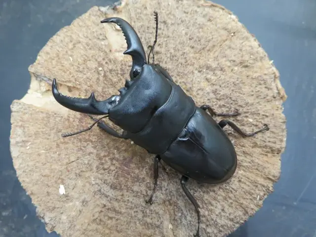 タカラヒラタクワガタ67ミリ