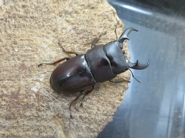ダイトウヒラタクワガタ(北大東島)47ミリ