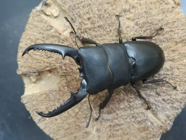 ゴトウヒラタクワガタ（小値賀島）71ミリ