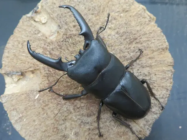 ゴトウヒラタクワガタ(中通島)73ミリ