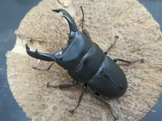 スジブトヒラタクワガタ（奄美大島）63ミリ