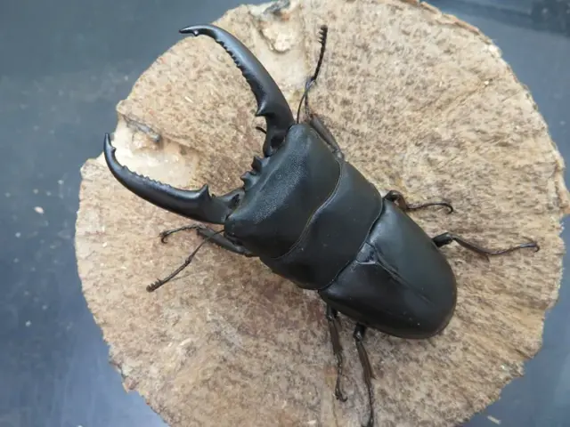 イキヒラタクワガタ74ミリ