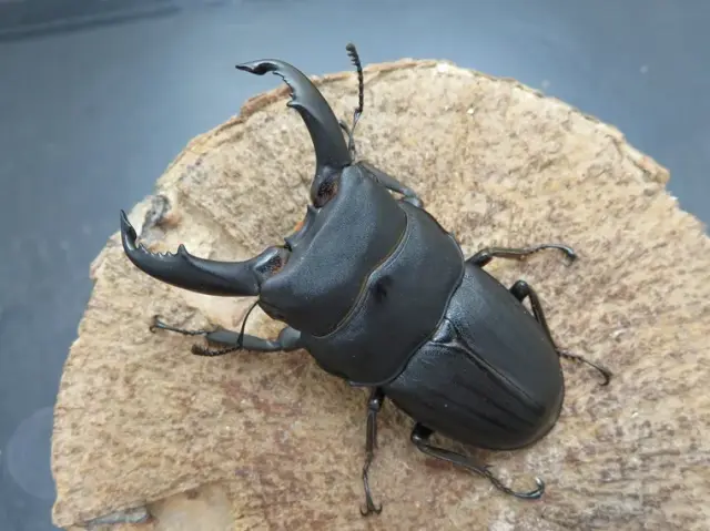 スジブトヒラタクワガタ(奄美大島)63ミリ