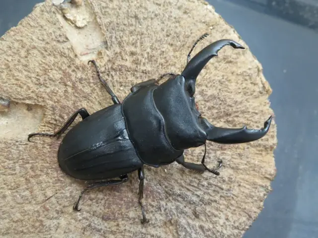 スジブトヒラタクワガタ(徳之島)63ミリ