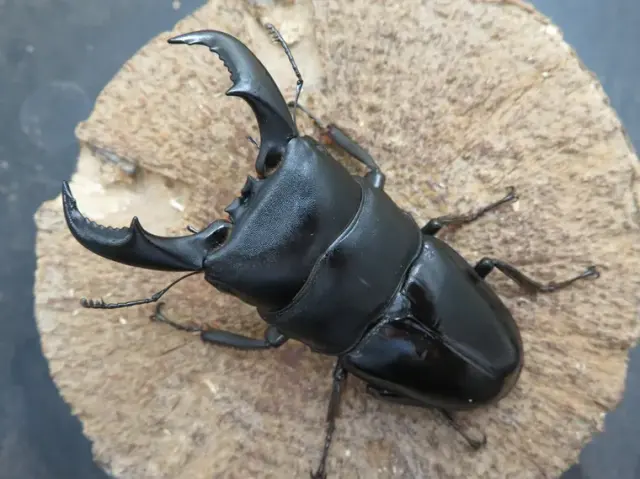 トクノシマヒラタクワガタ74ミリ