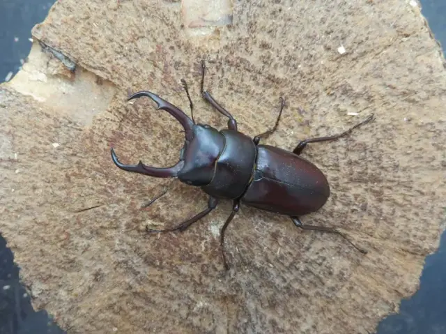 トカラコクワガタ（中之島）47ミリ