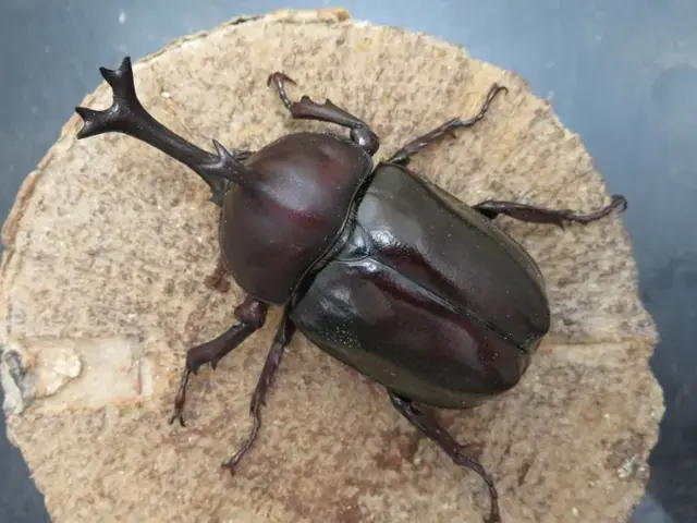 ツチヤカブトムシ71ミリ