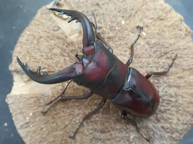 トクノシマノコギリクワガタ72ミリ(赤)