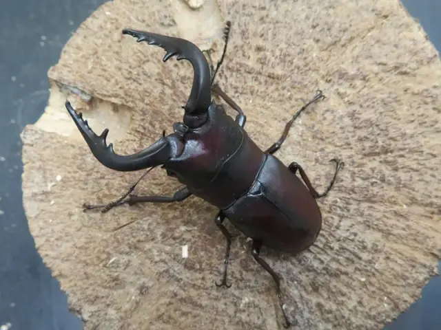 天然ヤクシマノコギリクワガタ62ミリ