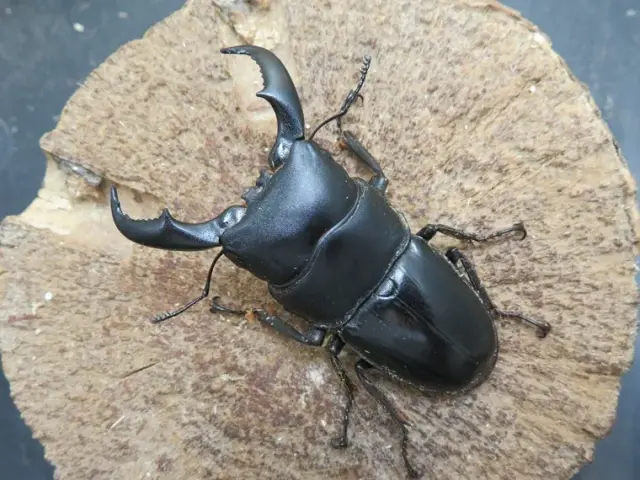 天然トクノシマヒラタクワガタ63ミリ