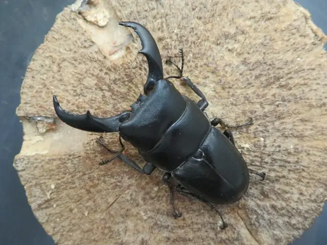 天然トクノシマヒラタクワガタ60ミリ