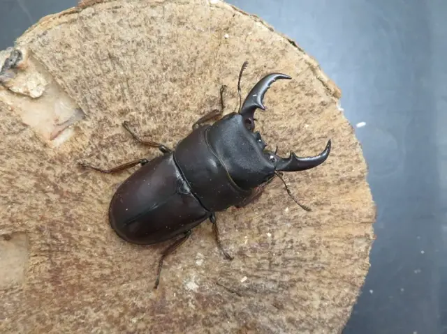 ダイトウヒラタクワガタ（北大東島）51ミリ