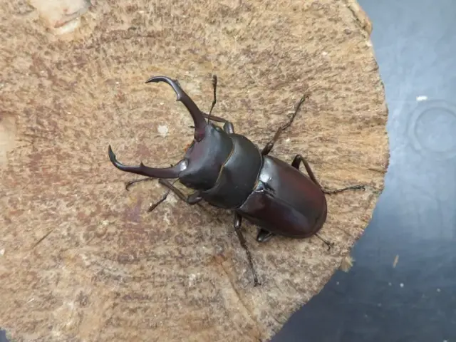 トカラコクワガタ(中之島)48ミリ