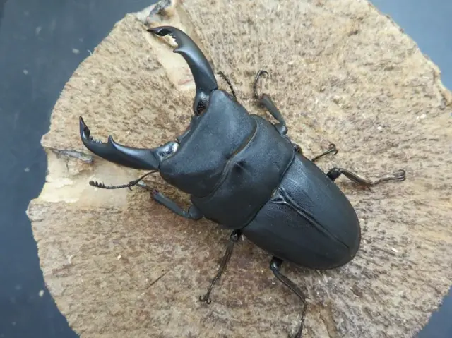 スジブトヒラタクワガタ（奄美大島）64ミリ