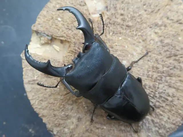 オキナワヒラタクワガタ(伊平屋島)70ミリ