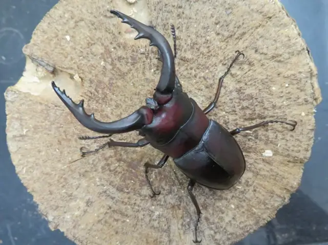 クチノエラブノコギリクワガタ66ミリ