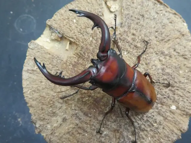 トカラノコギリクワガタ(悪石島)69ミリ