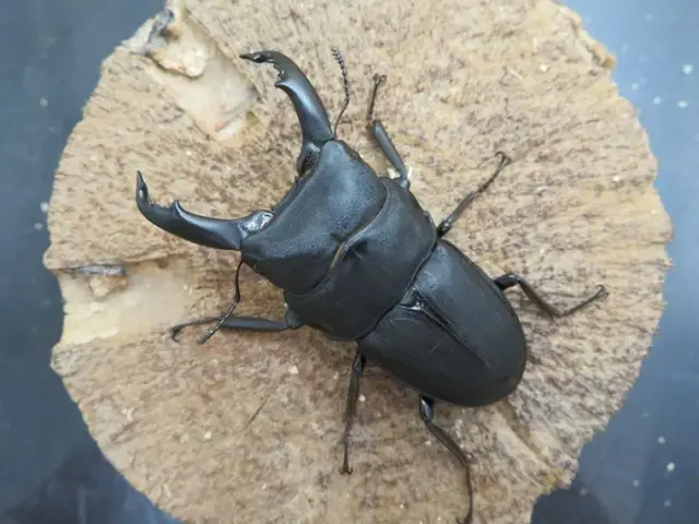 スジブトヒラタクワガタ(奄美大島)65ミリ
