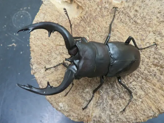 天然アマミノコギリクワガタ74ミリ