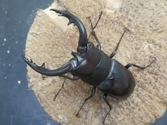 天然トクノシマノコギリクワガタ70ミリ(黒)