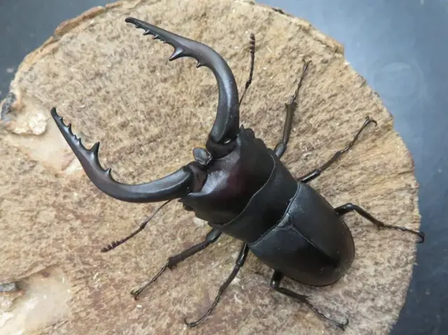 天然壱岐産ノコギリクワガタ69ミリ