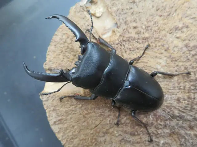 天然ゴトウヒラタクワガタ(福江島)65ミリ