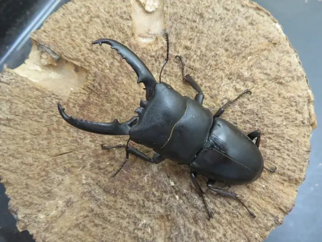 天然ゴトウヒラタクワガタ（福江島）63ミリ