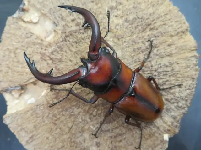 トカラノコギリクワガタ(悪石島)68ミリ