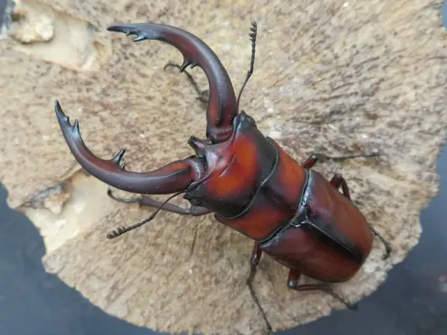 トカラノコギリクワガタ(悪石島)67ミリ
