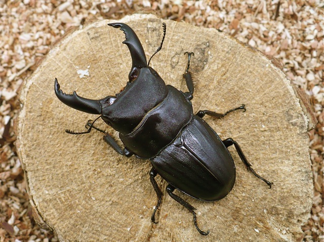 スジブトヒラタのオスの画像