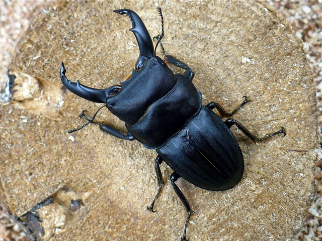 スジブトヒラタ（徳之島産）61ミリ
