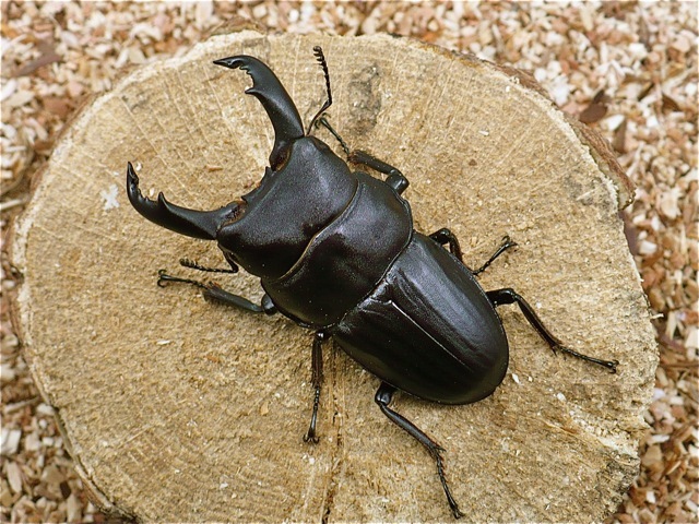 スジブトヒラタクワガタ58ミリ