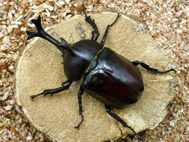 カブトムシ75ミリ