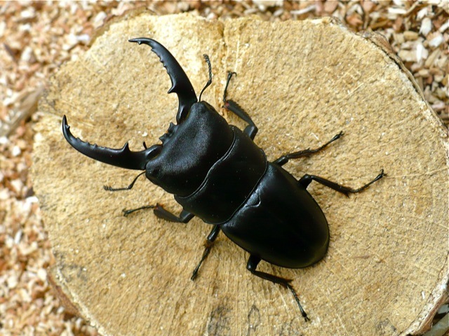 国産ヒラタクワガタ59ミリ