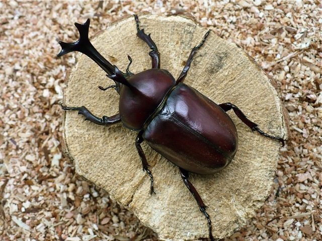 国産カブトムシ（78ミリペア）
