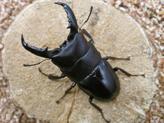 タカラヒラタクワガタ62ミリ
