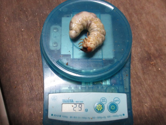 30グラムに迫る体重の終齢