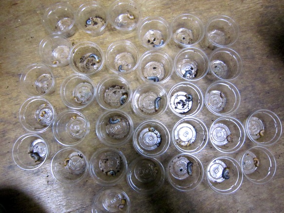 アマミヒラタの産卵結果の画像